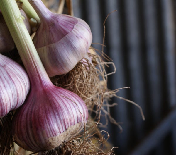 And the new garlic season for 2020 begins